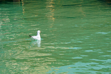 A seagull floats peacefully on the turquoise water.