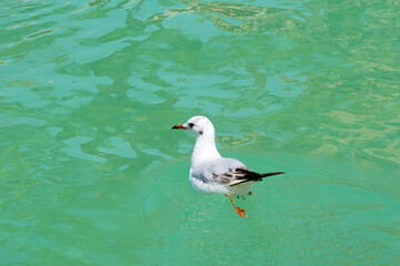 A seagull floats peacefully on the turquoise water.