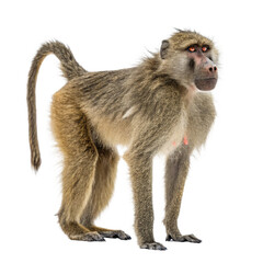 Fototapeta premium Baboon Standing on All Fours Isolated on White
