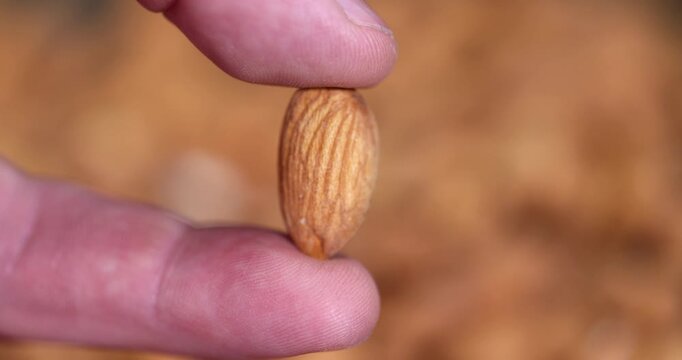 hold whole and unroasted almonds in a person's hand, a large amount of hard raw almonds is held in the hand against the background of other nuts