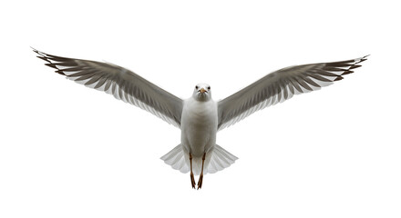 Flying seagull isolated on white background with clipping path, wild sea bird in motion, coastal wildlife concept, freedom and nature symbol for design, marine animal illustration for stock images