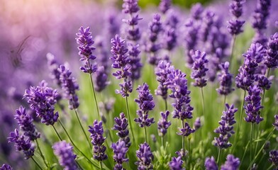 Naklejka premium Vibrant purple lavender flowers display beautiful color, strong fragrance, and drought-tolerant hardiness. Ideal for gardening, essential oils, and sustainable landscape designs.