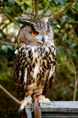 Perched Eurasian eagle owl with bright orange eyes and ear tufts, tethered on perch in leafy background, alert wildlife portrait