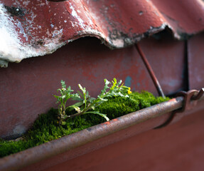 Close up of a small plant on moss in a old rain gutter and worn roof tiles