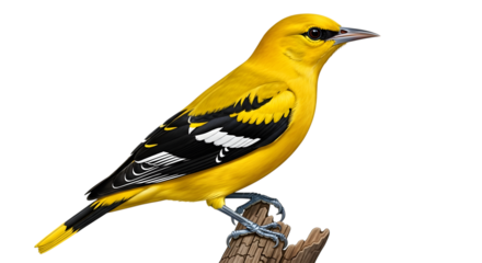 A vibrant golden oriole bird perched on a branch, isolated on transparent background