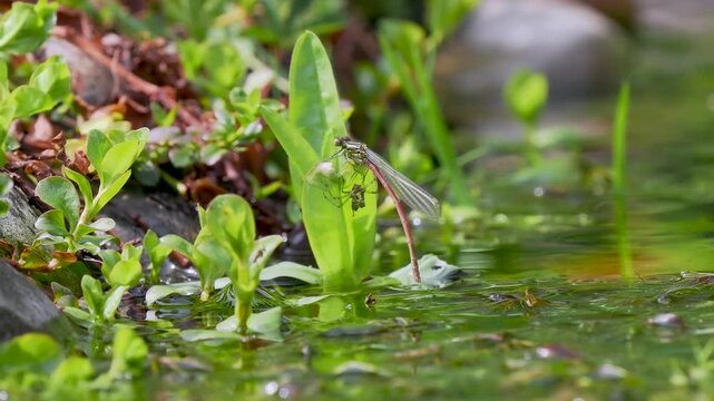 Newly Emerged Large Red Damselfly Drying  Out in an Urban Pond