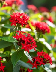 Vibrant red flowers in sunlight
