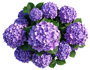 Fototapeta premium Elegant Hydrangea Shrub with Vibrant Purple Blossoms