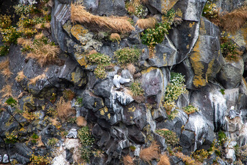 White birds nesting on a rugged, lichen-covered coastal cliff face amidst vibrant wild vegetation.