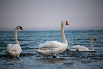 Three majestic white swans gracefully navigate the tranquil waters at dawn or dusk