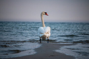 Fototapeta premium Denmark - Elegant White Swan Standing Calmly in Shallow Ocean Water at Twilight