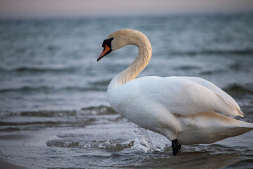 Denmark - Graceful White Swan Wading in Shimmering Waters, Creating Gentle Splashes on a Calm Day