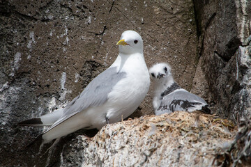 A tender moment between a white adult Kittiwake and its fluffy chick nestled on a rocky cliff ledge, showcasing their natural habitat.
