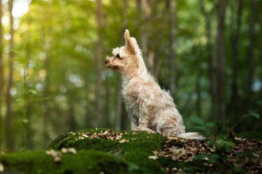 jack in the grass - Powered by Adobe