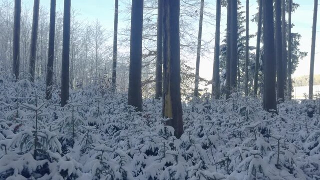 Snow-covered forest landscape in winter revealing tall trees and pristine nature scene