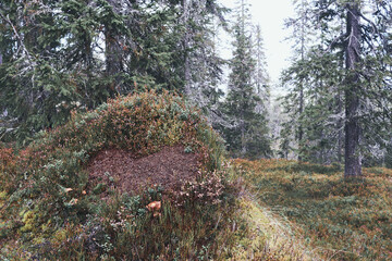 Autumn landscape from the Kalvberget coniferous forest reserve of the Totenåsen Hills, Norway.