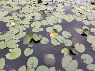 Rare water lilies in an autumn pond, leaves, flowers, and buds