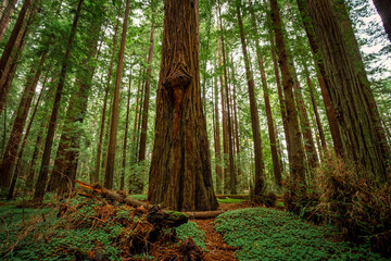 Green Covered Sorrel Redwood Forest, Grieg-French-Bell Grove, Redwood National and State Parks, California