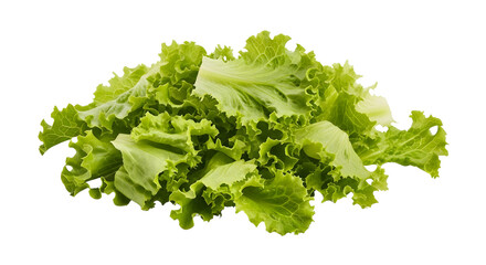 Obraz premium Chopped Lettuce for Salad Isolated on White Background