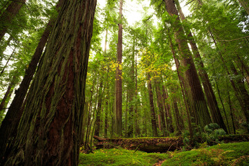 Green Covered Sorrel Redwood Forest, Grieg-French-Bell Grove, Redwood National and State Parks, California