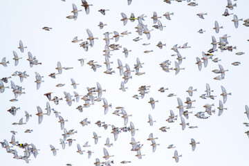 birds spreading their wings flies across the sky