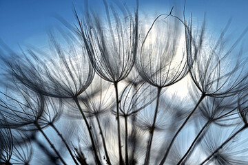 Airy dandelion seeds silhouetted against the sun
Macro photograph of airy dandelion seeds silhouetted against the sun and blue sky.
