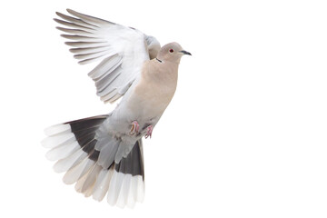 collared dove flies against a white background