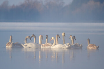 swans in an ice hole on a winter river