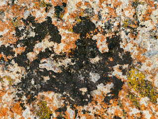 Close-up macro photo of Lichens on stone in Altai natural environment.