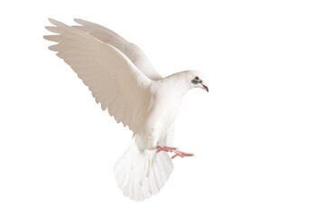 white dove in flight on a white background