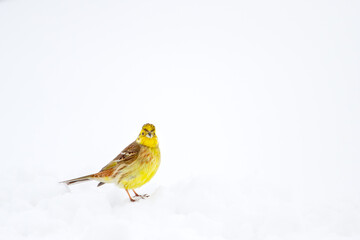 yellow bird stands among the snowdrifts