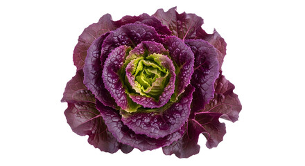 Obraz premium Vibrant Lollo Rosso Lettuce Leaves Macro Detail isolated on White Background