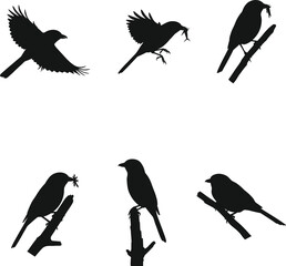 Bird silhouette vector illustration collection showing flying and perched poses with insects in beak, nature wildlife design for decorative artwork.