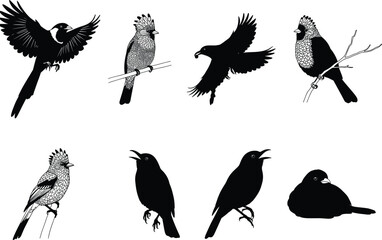 Bird vector illustration set of exotic species in flying, perched, and singing poses with silhouette and outline wildlife designs.