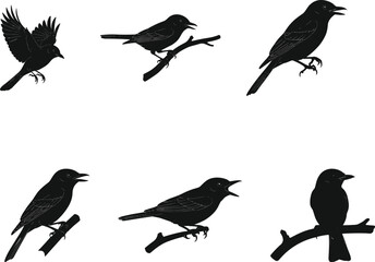 Obraz premium Black bird silhouette vector illustration set with perched and flying poses, detailed songbird wildlife drawing collection for nature design artworks.