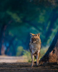 Golden Jackal in its natural habitat at Keoladeo Ghana National Park, Bharatpur. A sharp wildlife portrait with intense eyes, perfect for nature and conservation themes.	