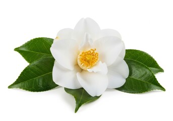Obraz premium Single white camellia flower with green leaves isolated on white background
