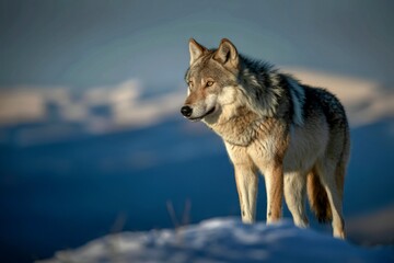 Obraz premium Majestic gray wolf in winter mountain landscape