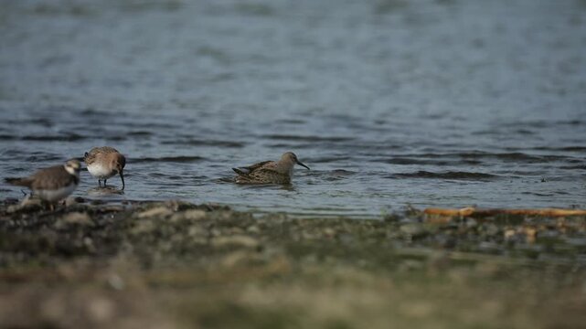 The dunlin (Calidris alpina) small wader in the genus Calidris.