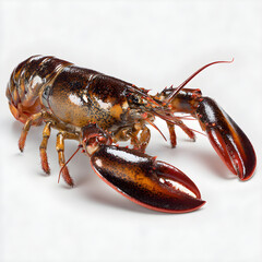 Live fresh lobster standing on white background