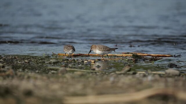 The dunlin (Calidris alpina) small wader in the genus Calidris.