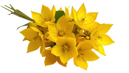 Close-up cluster of vibrant yellow flowers, petals overlapping in a dense bunch,  with visible stamens and green foliage