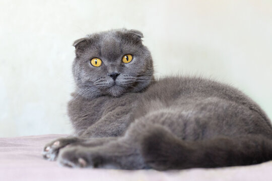 A portrait of a Scottish Fold cat with fluffy gray fur and bright yellow eyes. The cat lies calmly in a relaxed pose.