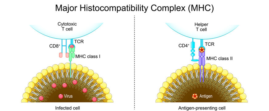 Major Histocompatibility Complex MHC.