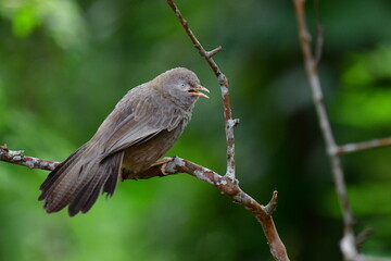 A brown babbler or bulbul perches on a bare branch, looking left with a soft focus green...