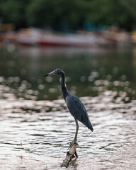 great blue heron ardea cinerea