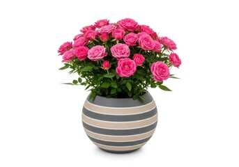 Vase of vibrant pink roses isolated on white background