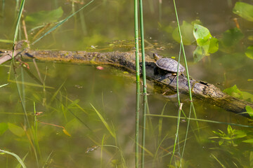 a small turtle sits on a snag on the surface of the pond water