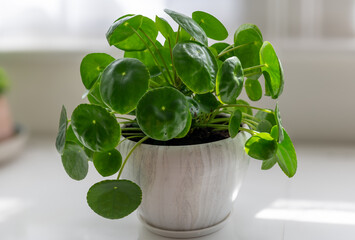 A potted house plant Pilea peperomioides, Chinese Money Plant in a big ceramic pot.