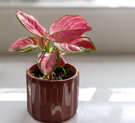 A potted indoor plant, Chinese Evergreen, or Aglaonema in a ceramic pot.